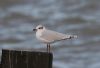 Mediterranean Gull at Southend Pier (Steve Arlow) (28185 bytes)